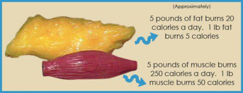 fat vs muscle